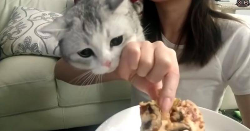 YouTube.com/Neko Watch